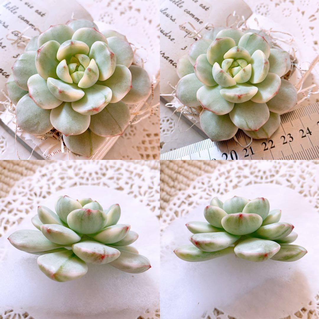 あるちゃん様☆ちび様☆専用です