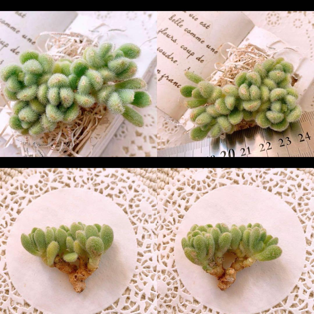 あるちゃん様☆ちび様☆専用です