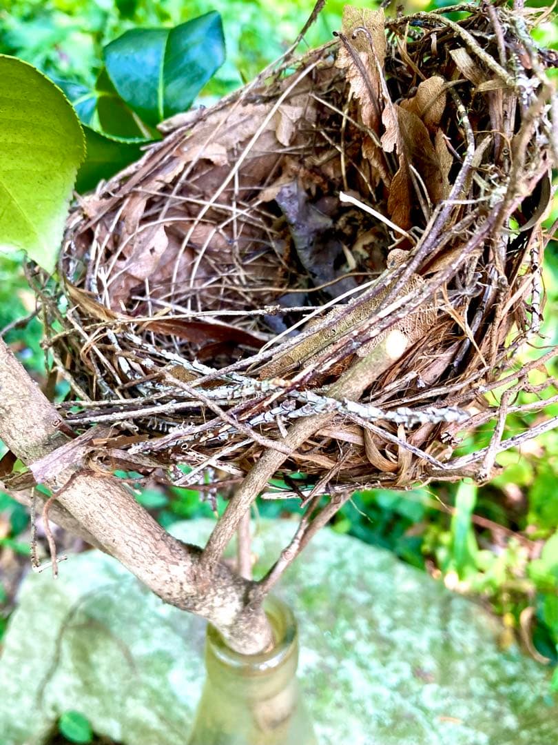 天然野生＊野鳥＊とっても可愛い枝付き【鳥の巣】巣＊小鳥の巣＊ネイティブオブジェ