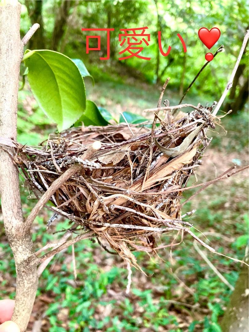 天然野生＊野鳥＊とっても可愛い枝付き【鳥の巣】巣＊小鳥の巣＊ネイティブオブジェ