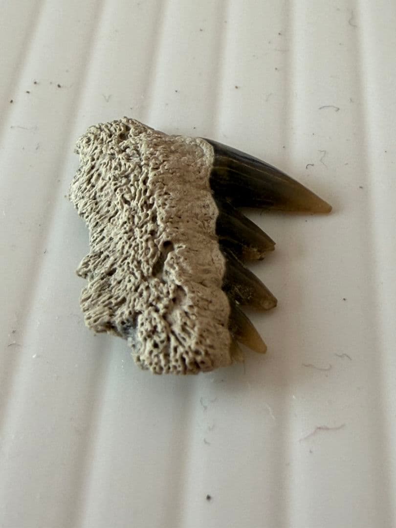 ペルー産サメの歯の化石Carcharodon carcharias