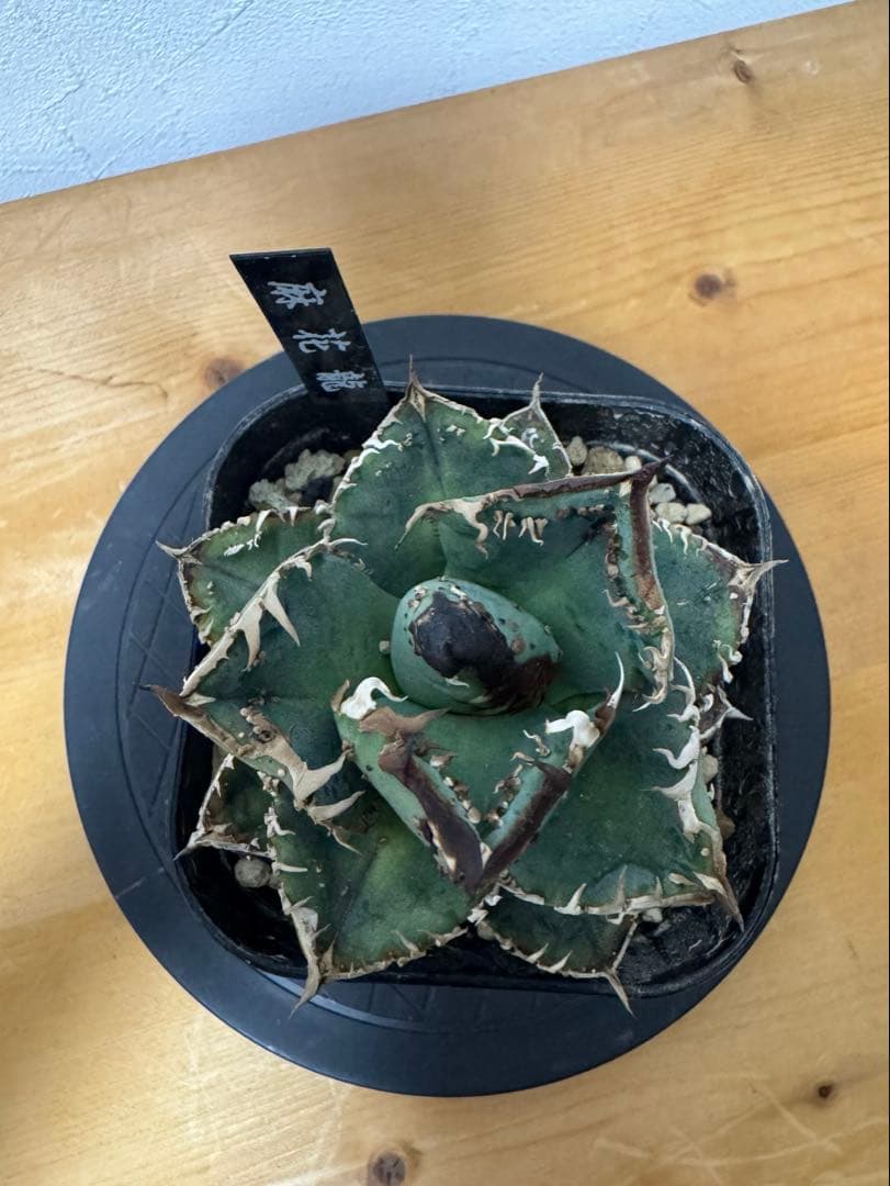 Y*i様 lize産 アガベ チタノタ 麻花龍 子株 発根済