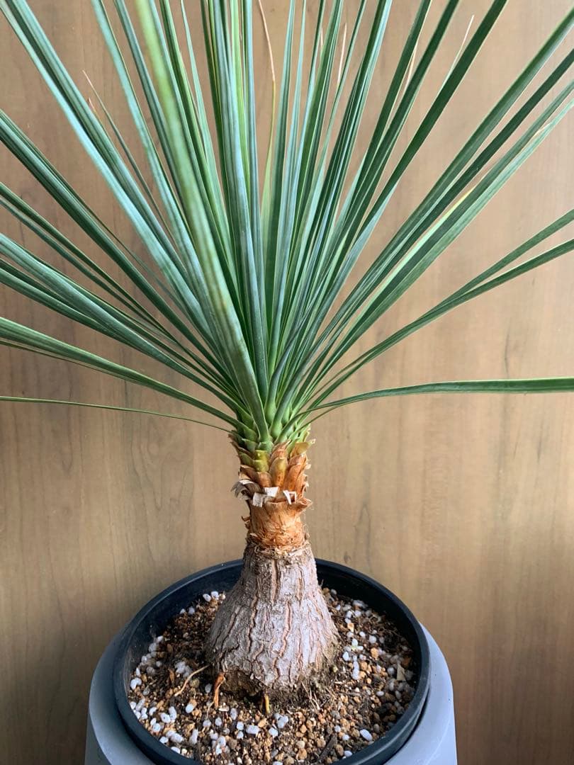 ボーカルネア・ストリクタ