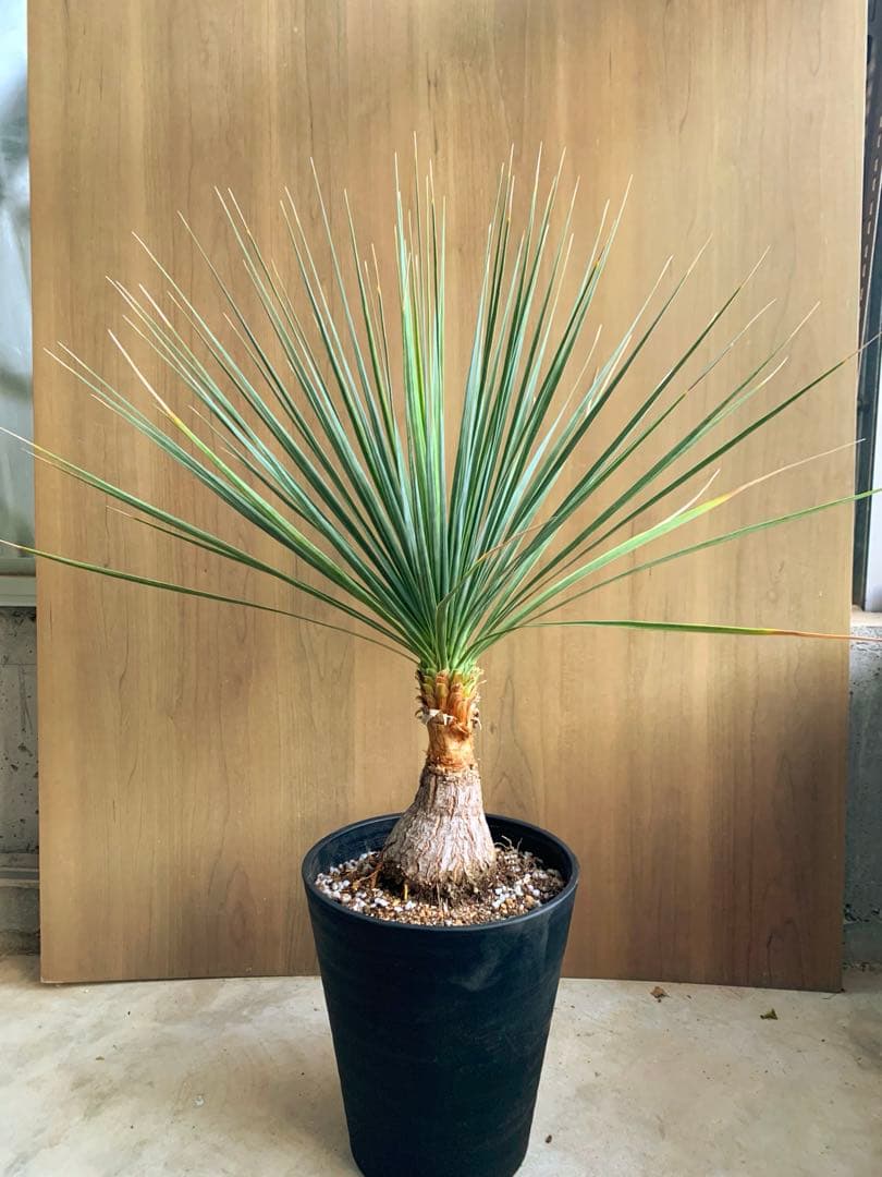 ボーカルネア・ストリクタ