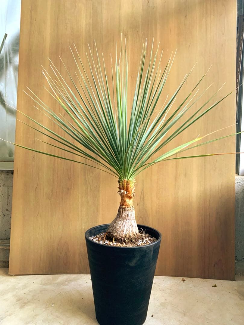 ボーカルネア・ストリクタ