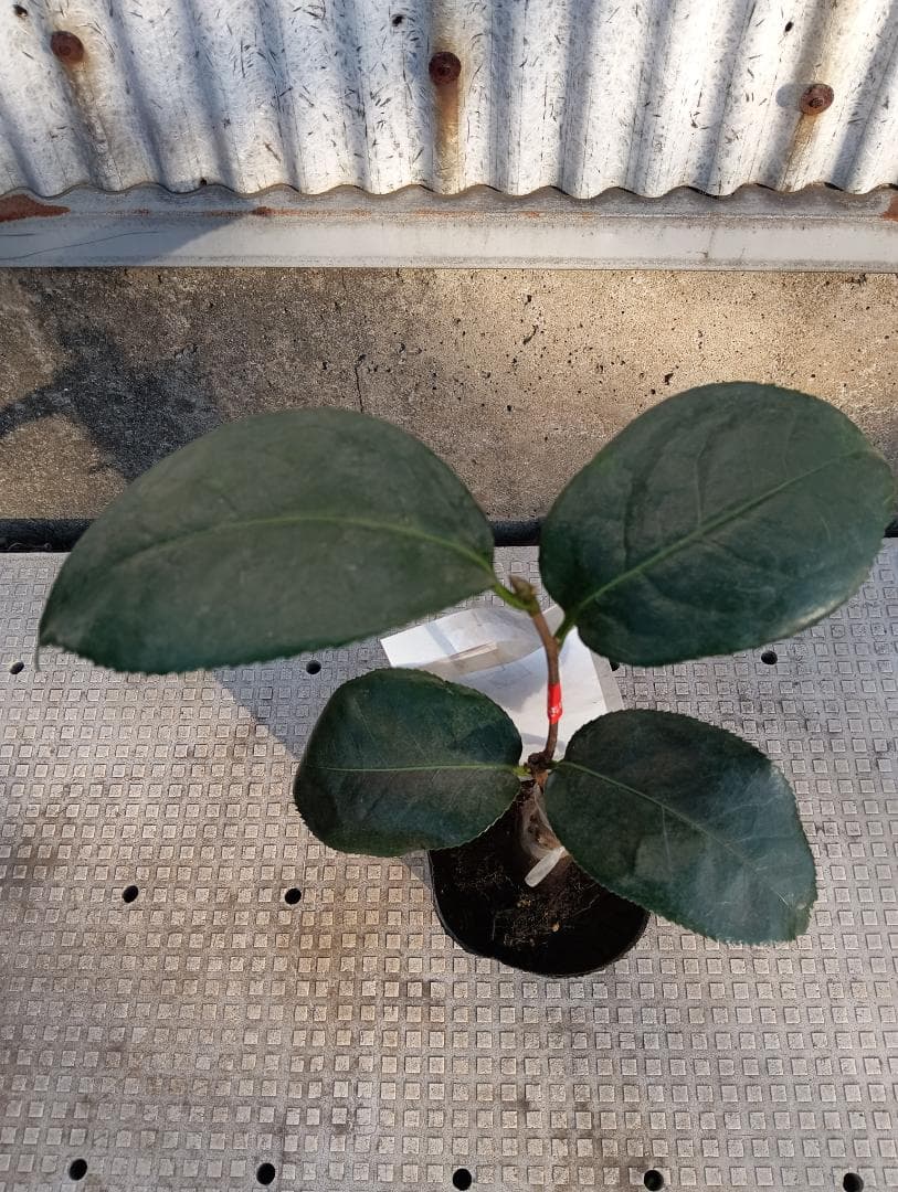 金鏡　きんきょう　椿