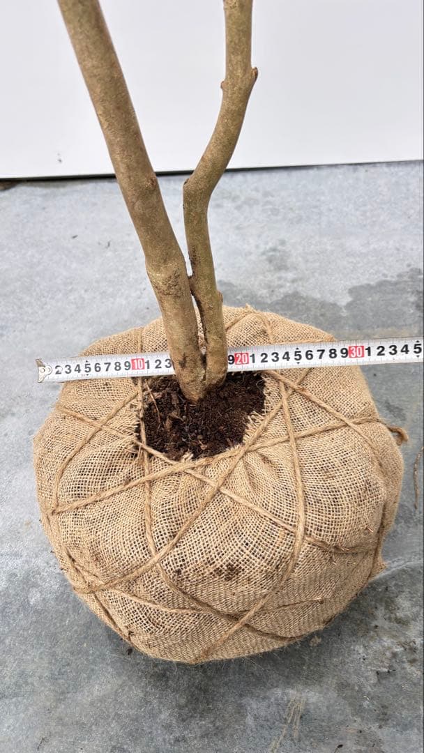 Watanabe 山採り ヤブツバキ 708 樹高1.7m位 薮椿 藪椿