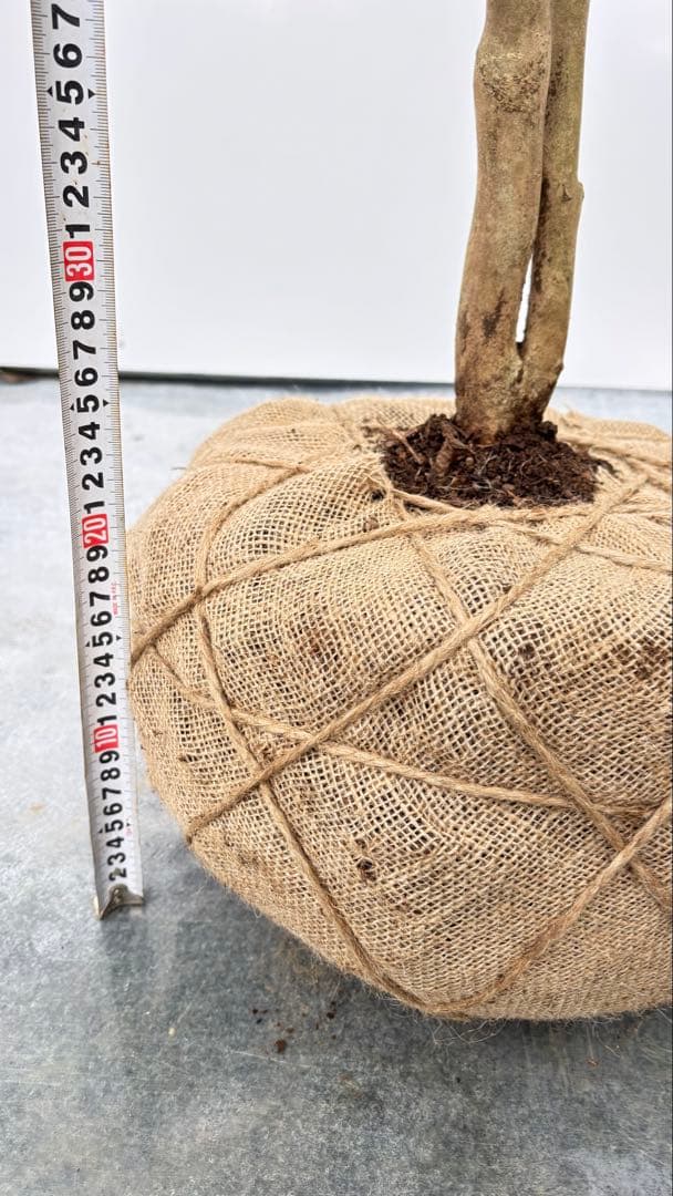 Watanabe 山採り ヤブツバキ 708 樹高1.7m位 薮椿 藪椿