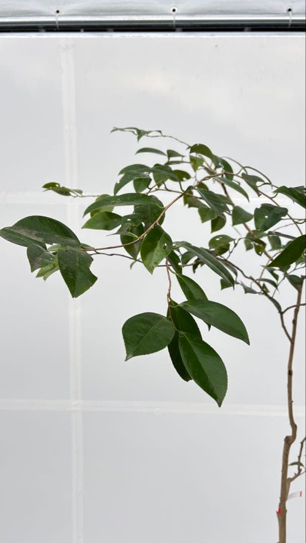 Watanabe 山採り ヤブツバキ 708 樹高1.7m位 薮椿 藪椿