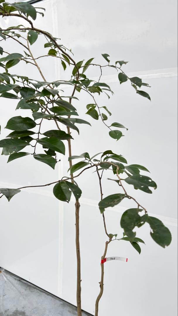 Watanabe 山採り ヤブツバキ 708 樹高1.7m位 薮椿 藪椿