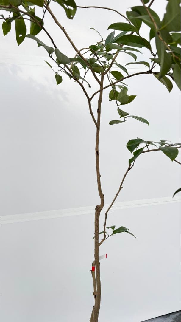 Watanabe 山採り ヤブツバキ 708 樹高1.7m位 薮椿 藪椿