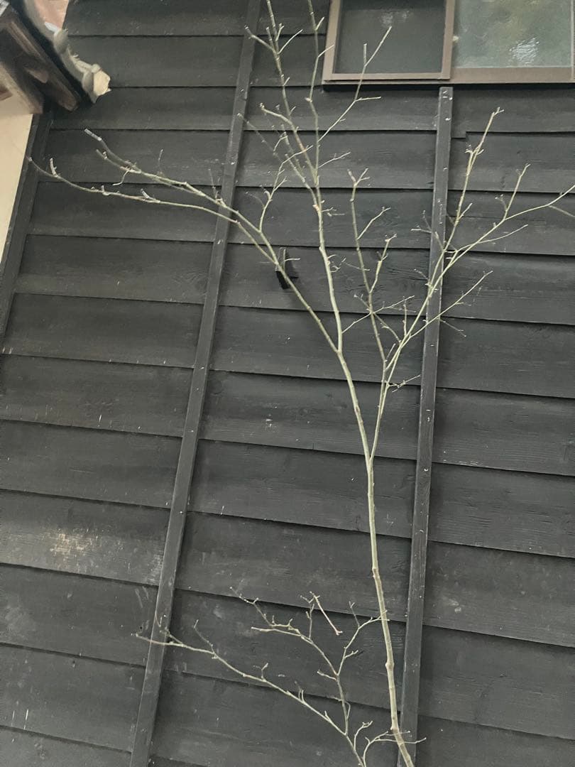 61 山採り　ヤマモミジ