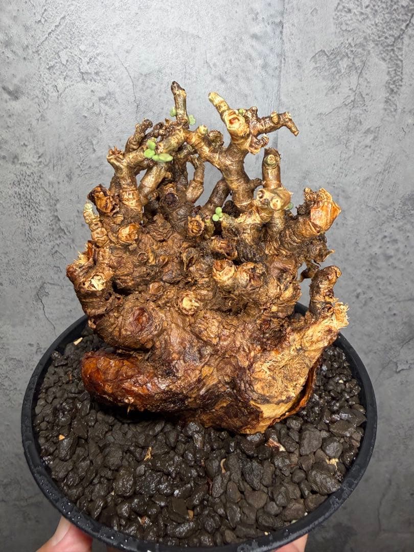 【大株】ケラリアピグマエア　発根確認済