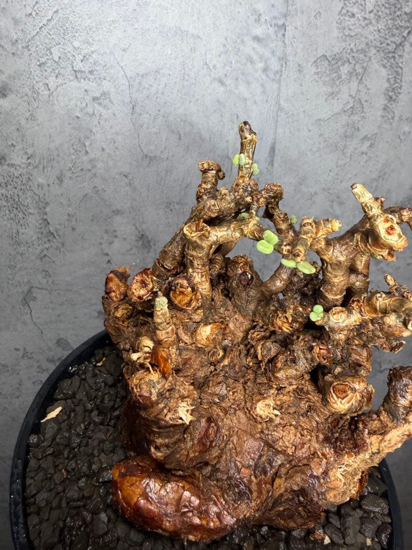 【大株】ケラリアピグマエア　発根確認済