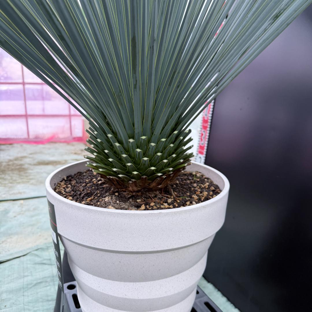 【AL1049】ユッカ　ロストラータ　ランチョブルー　数量限定販売