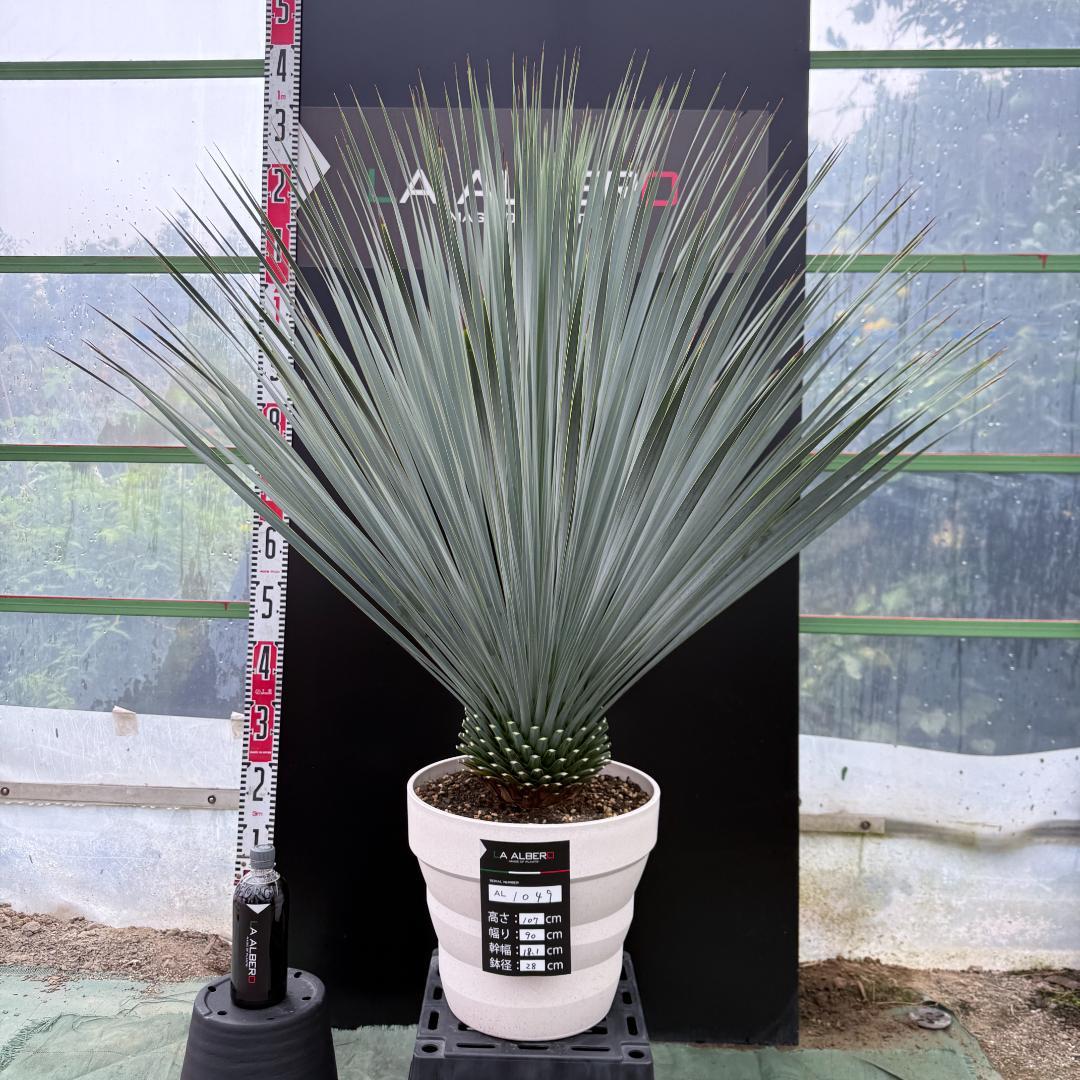 【AL1049】ユッカ　ロストラータ　ランチョブルー　数量限定販売