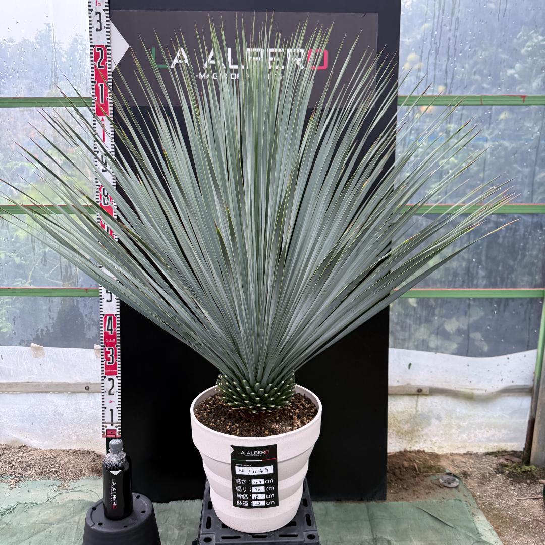 【AL1049】ユッカ　ロストラータ　ランチョブルー　数量限定販売