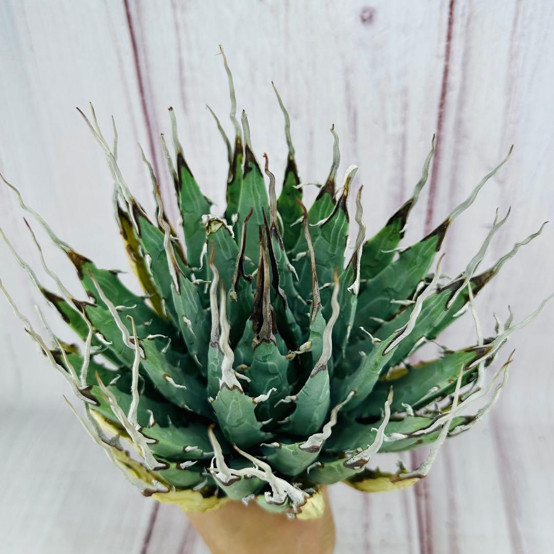 69 アガベ ユタエンシス エボリスピナ 陽炎