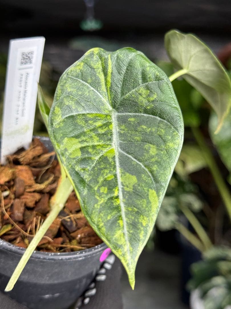 6アロカシア　マハラニ　ゴールド　黄金斑入り