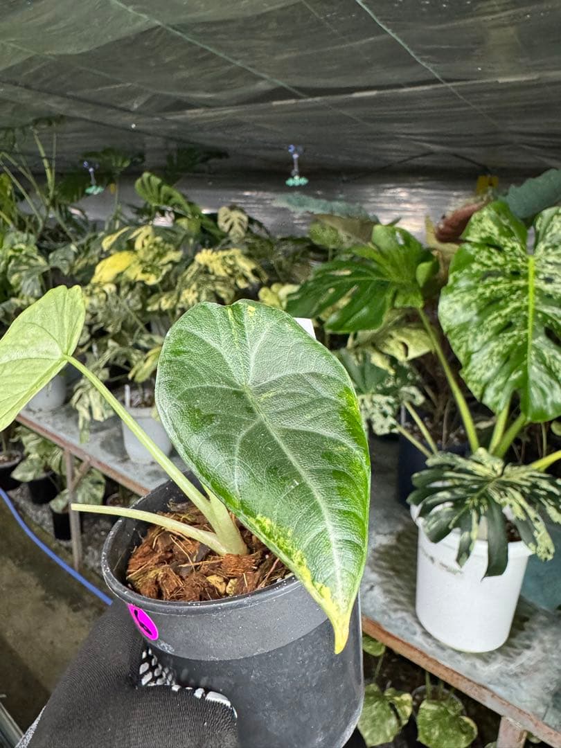 6アロカシア　マハラニ　ゴールド　黄金斑入り