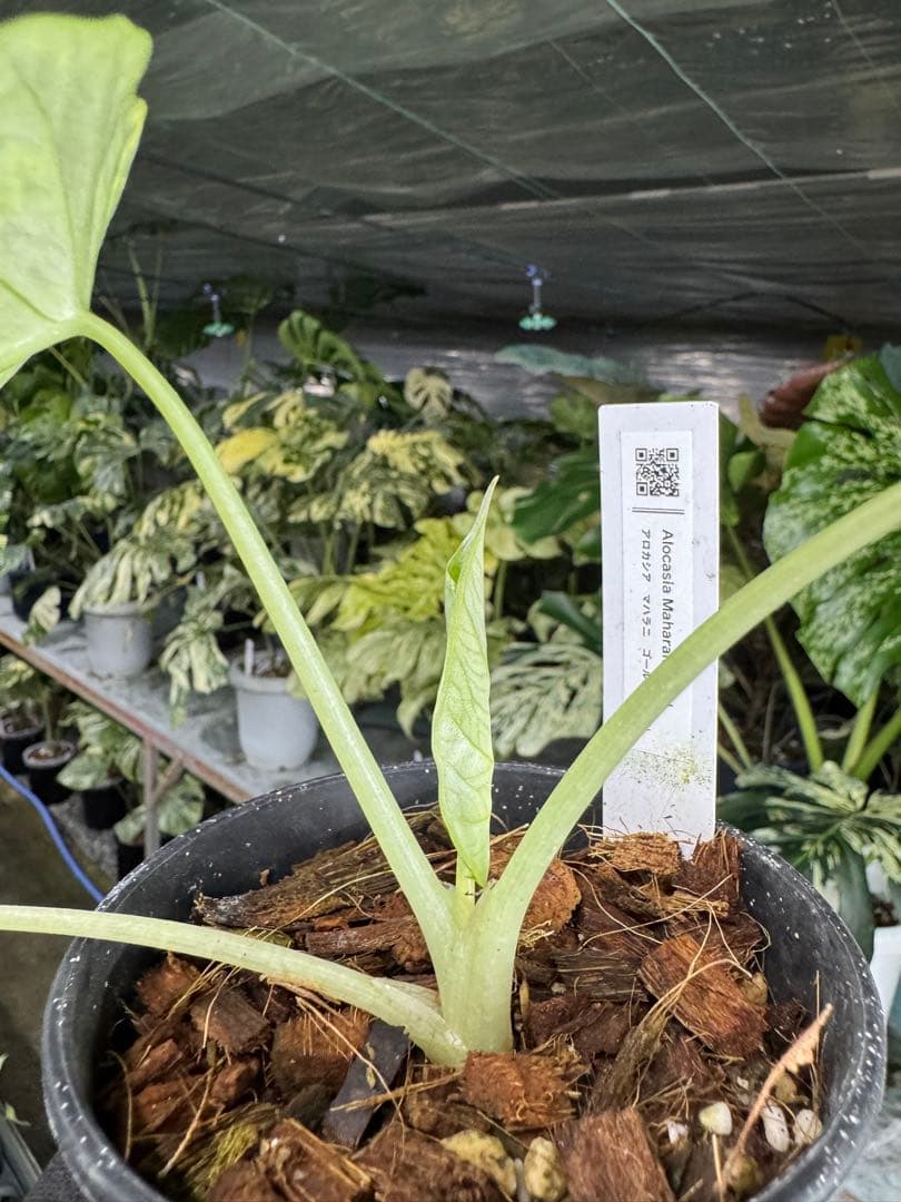 6アロカシア　マハラニ　ゴールド　黄金斑入り