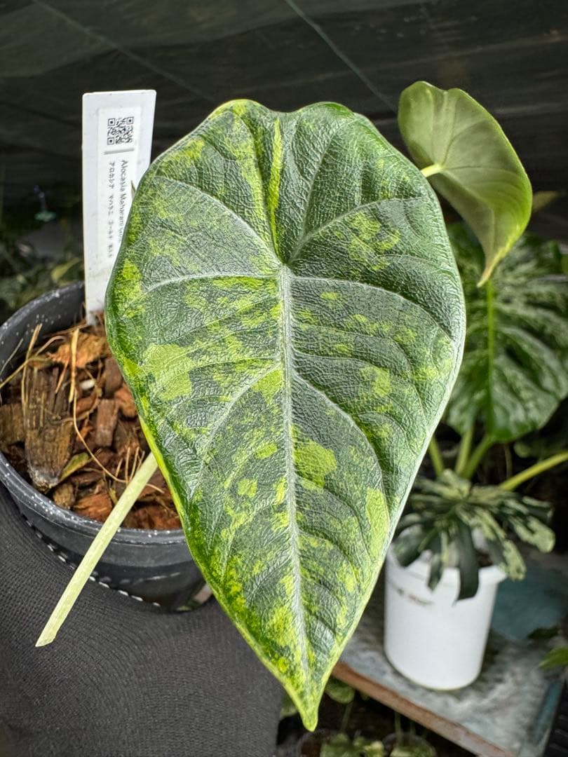 6アロカシア　マハラニ　ゴールド　黄金斑入り