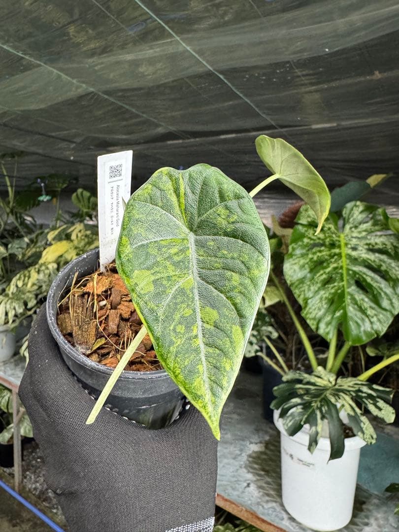6アロカシア　マハラニ　ゴールド　黄金斑入り