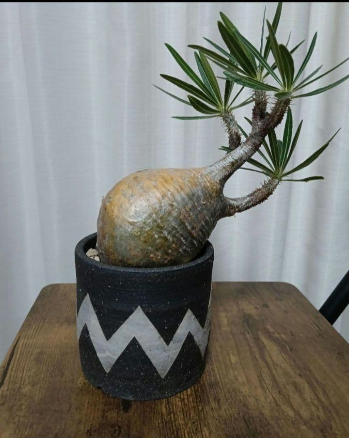 パキポディウムグラキリス　グラキリス　　 塊根植物　発根済み　鉢付き