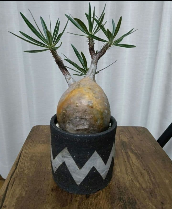 パキポディウムグラキリス　グラキリス　　 塊根植物　発根済み　鉢付き