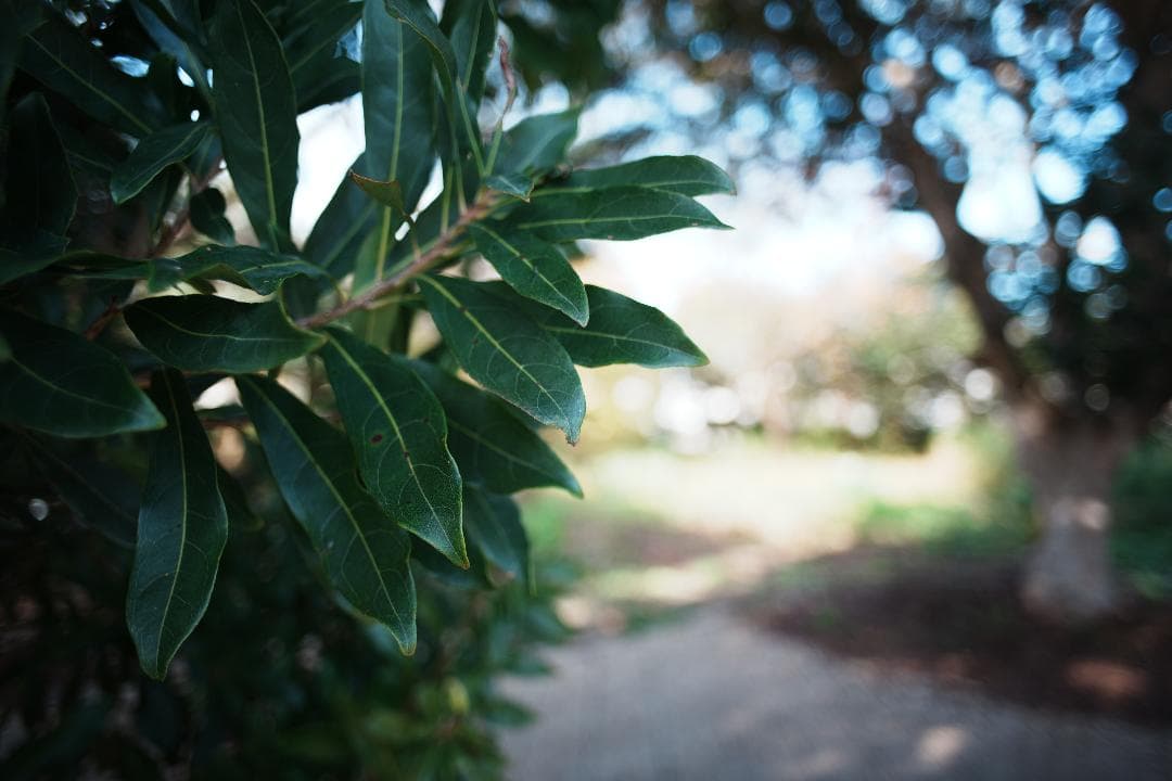 【整備＆テスト済】Canon New FD 24mm F2.8 711