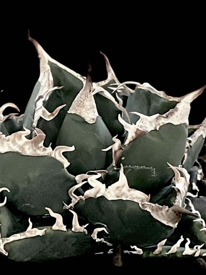 精品美株【台湾株】アガベチタノタ　SAD ドラゴンアガベ　限定1点