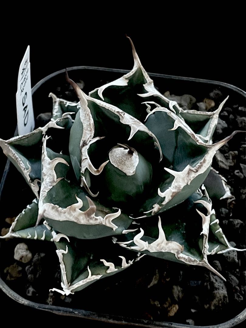 精品美株【台湾株】アガベチタノタ　SAD ドラゴンアガベ　限定1点