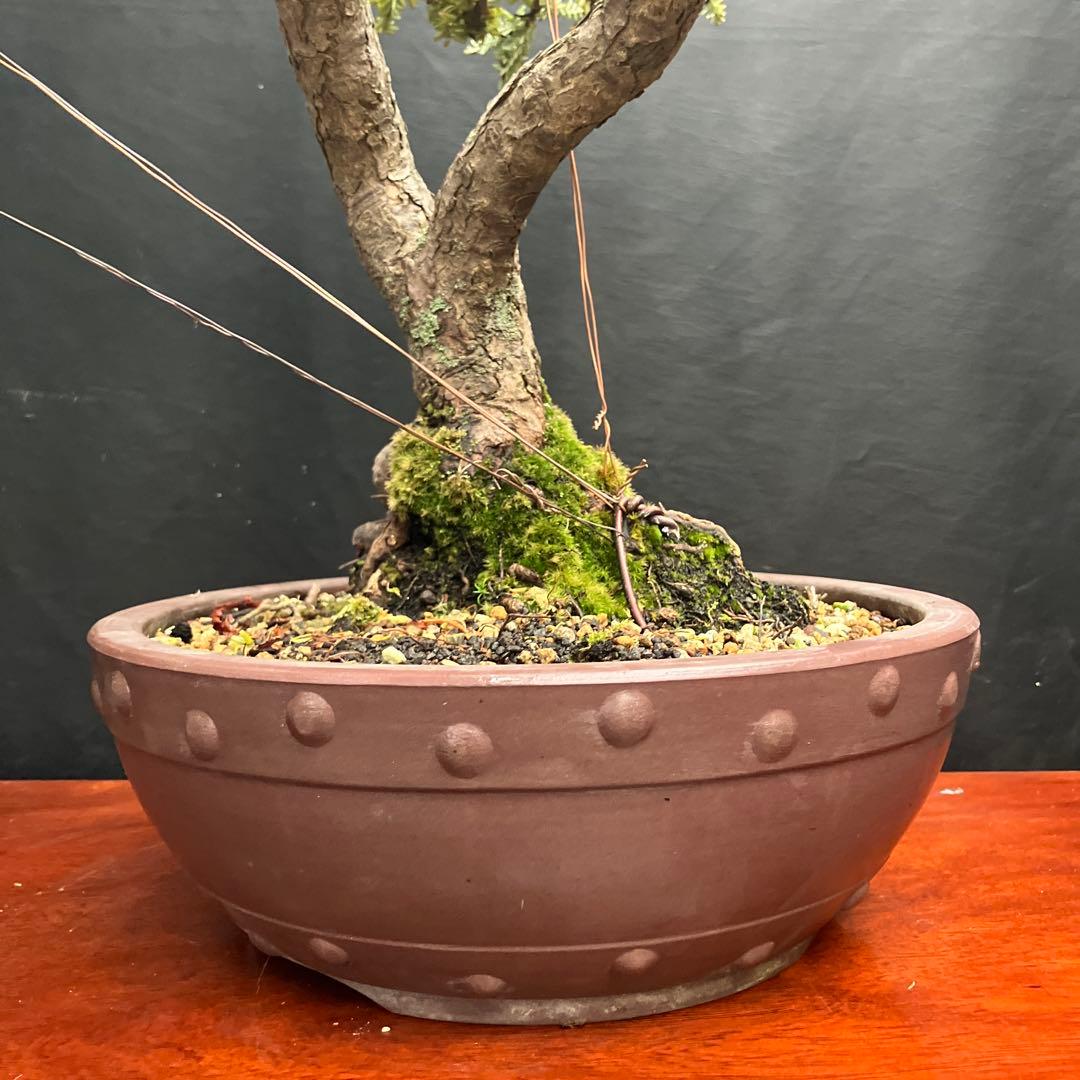米栂(コメツガ) 盆栽