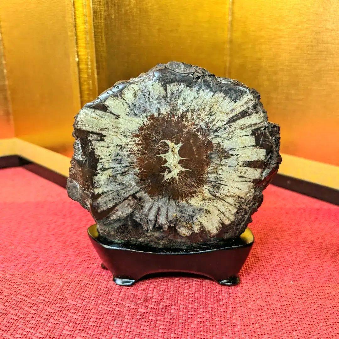 菊花石 岐阜県根尾谷産 双子２石セット 鑑賞石 観賞石 水石 盆石 天然石