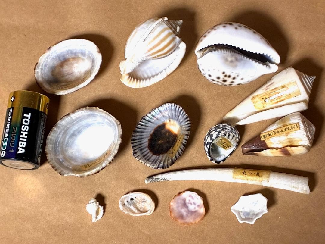 貝殻17点セット■白サンゴ■シャコ貝■トウカムリ■ヒレインコ■笠貝■丸ツノカイ