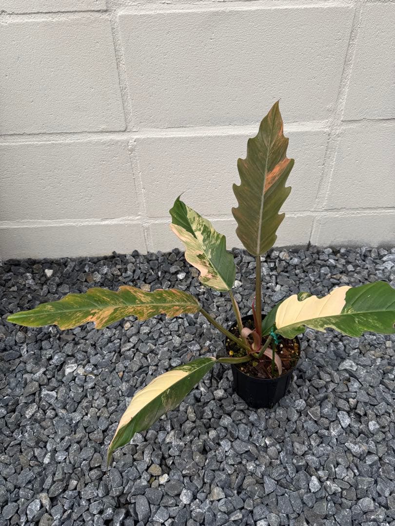 フィロデンドロン　キャラメル　マーブル