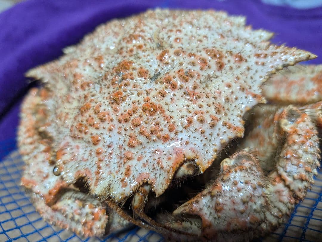 立体リアル標本飾り　トゲクリガニ　クリガニ　青森県産　陸奥湾　ガラスケース入り品