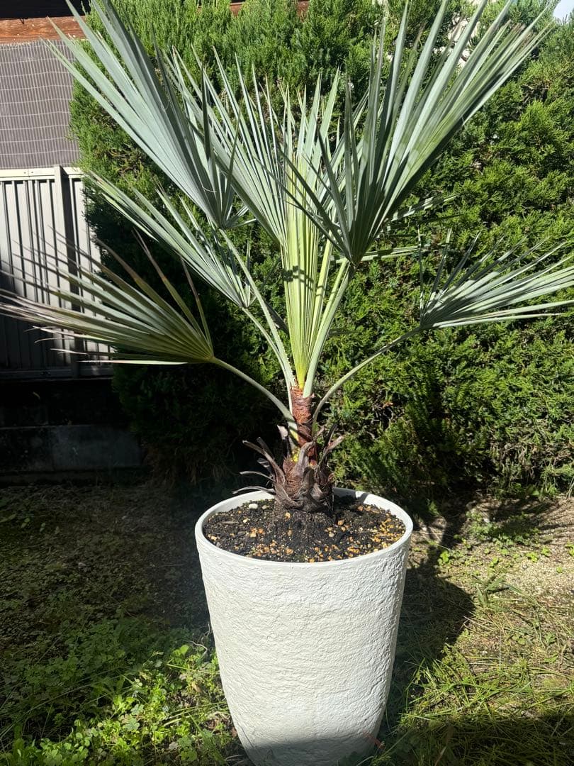 ブラヘアアルマータ