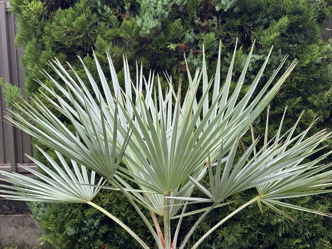 ブラヘアアルマータ