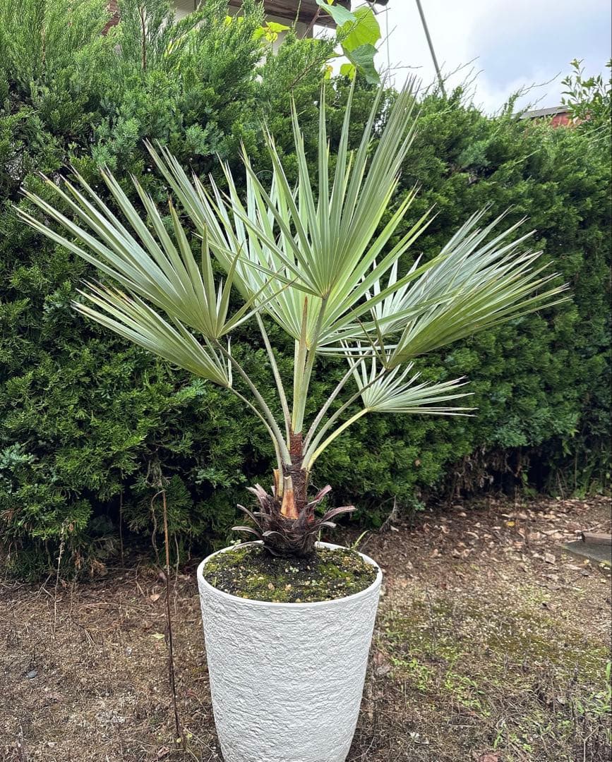 ブラヘアアルマータ