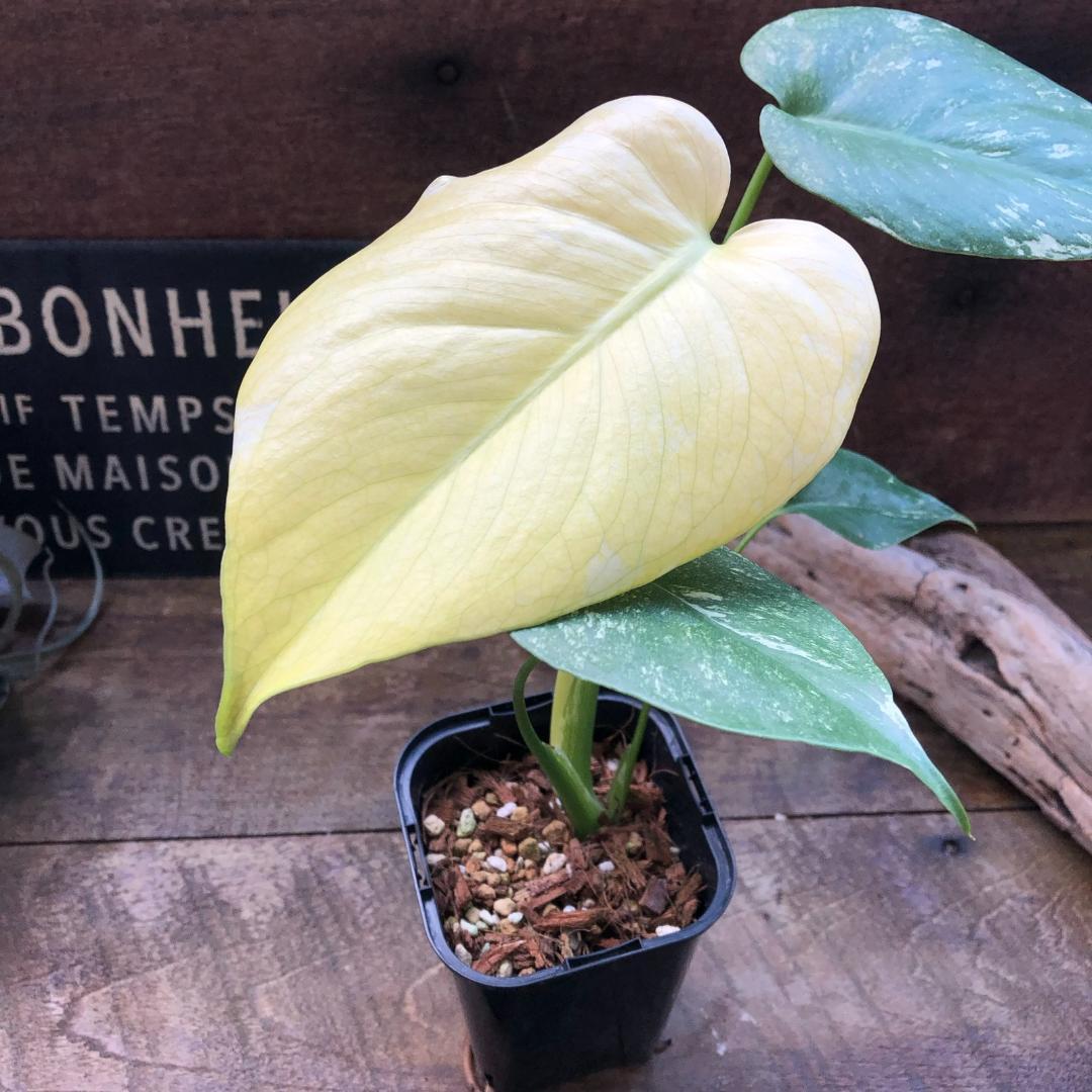 ★ポットごと♡ホワイトモンスター♡モンステラ♡希少♡観葉植物