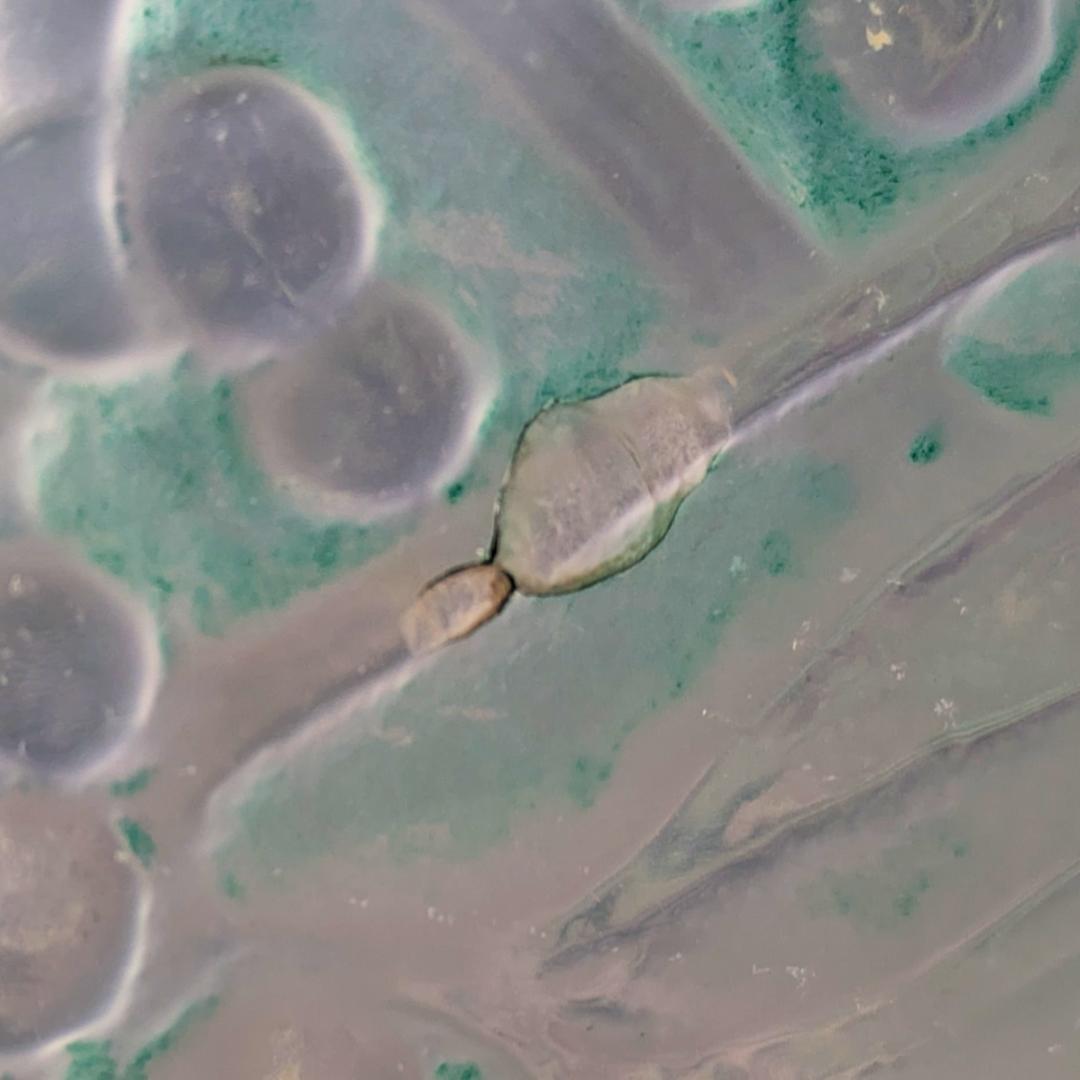 マッチー　希少なルネ期の作品です ラリック GUI 花瓶1921年 アール