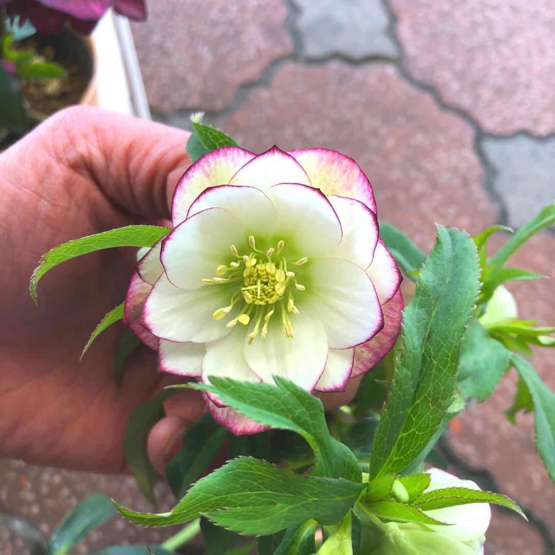 新春大特価 クリスマスローズ 八重 5種セット 平田園芸 花付き現品発送レア品種