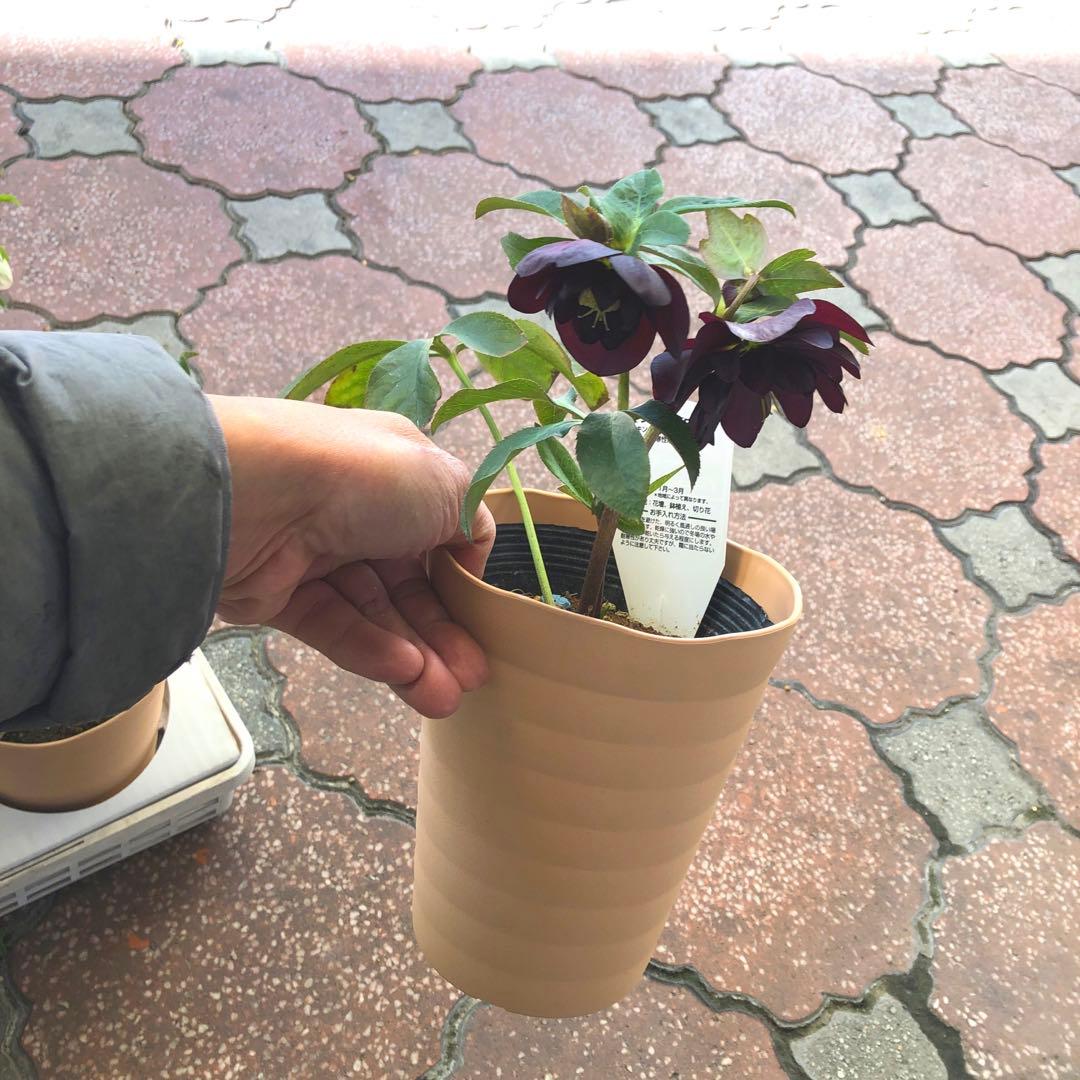 新春大特価 クリスマスローズ 八重 5種セット 平田園芸 花付き現品発送レア品種