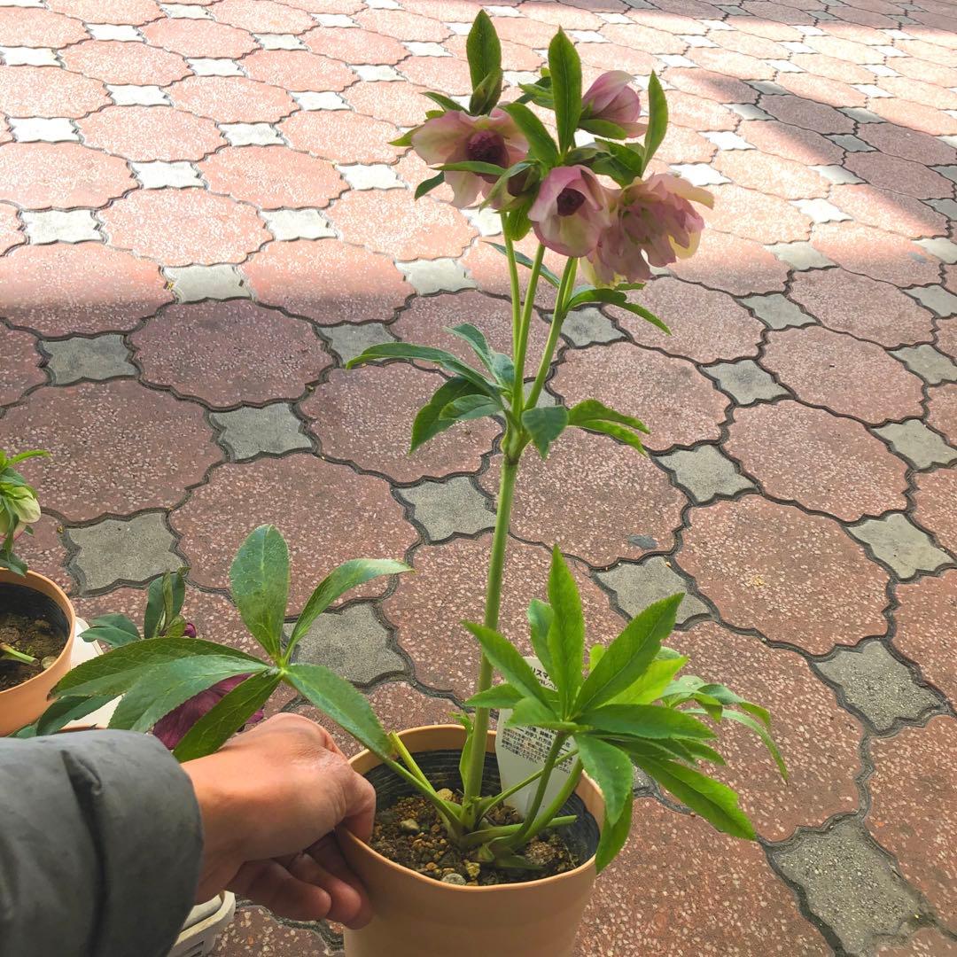 新春大特価 クリスマスローズ 八重 5種セット 平田園芸 花付き現品発送レア品種