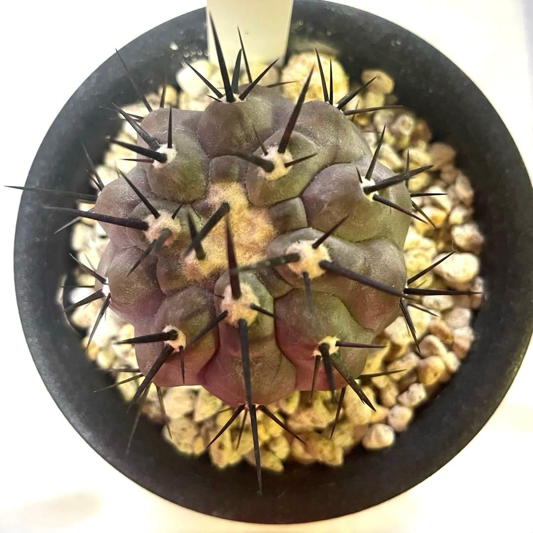 サボテン 黒王丸 コピアポア シネレア 実生 鉢付き