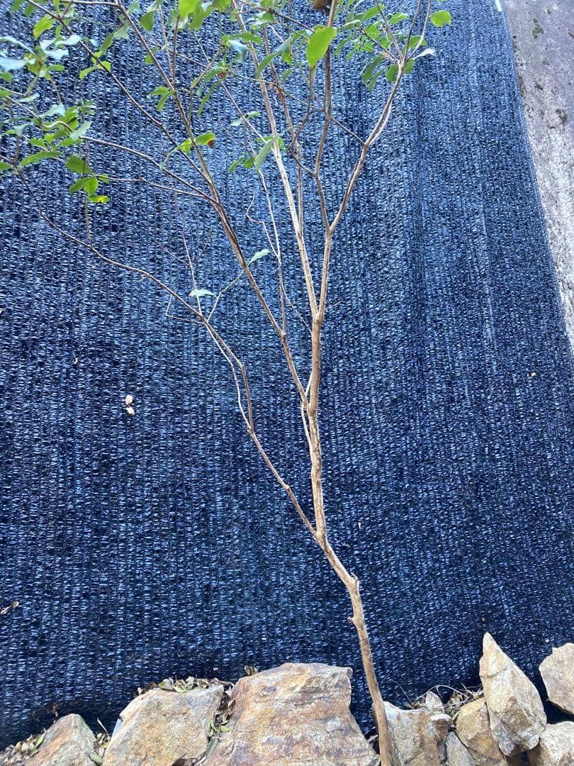 山採り　アセビ　馬酔木　約　170センチ