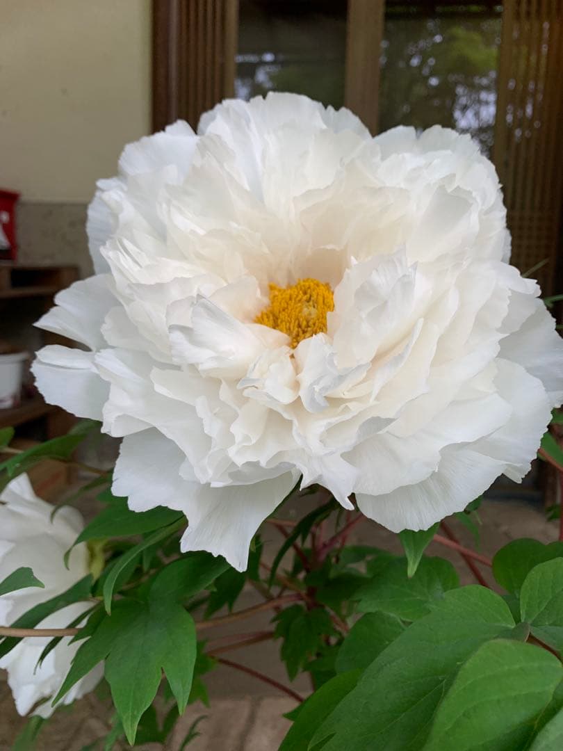 牡丹 連鶴 豪華多弁 大輪咲き 鉢ごと発送