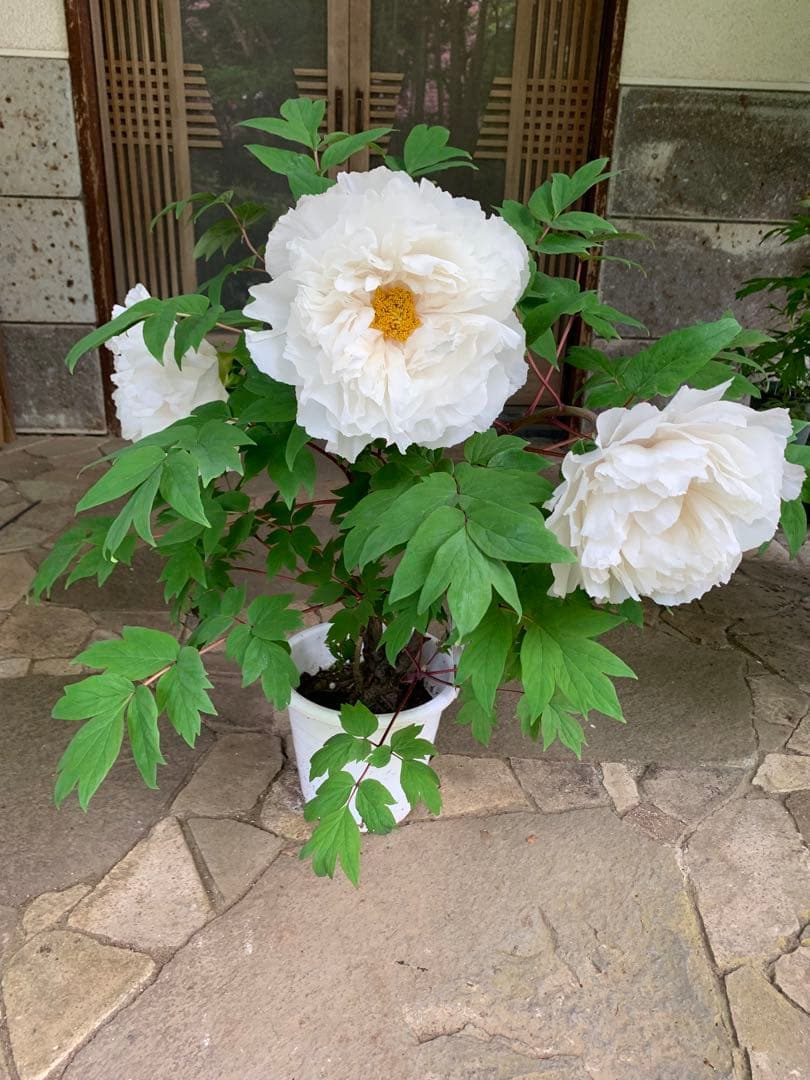 牡丹 連鶴 豪華多弁 大輪咲き 鉢ごと発送