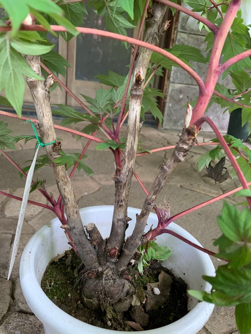 牡丹 連鶴 豪華多弁 大輪咲き 鉢ごと発送